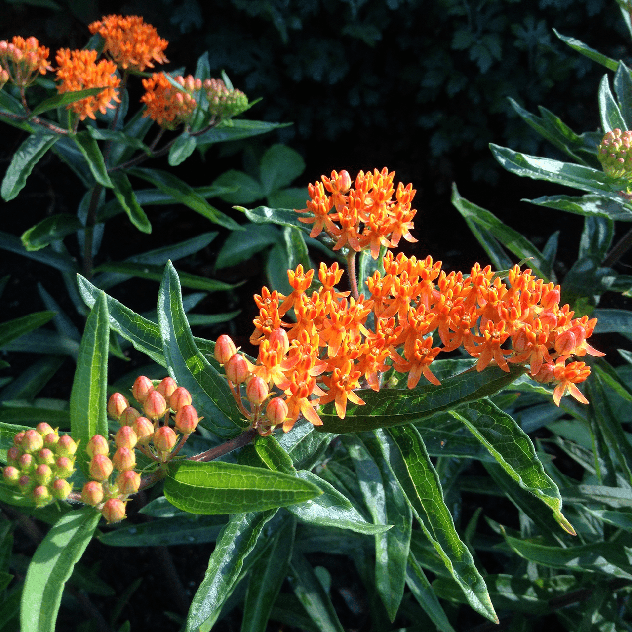 Butterfly Weed (Asclepias tuberosa) - Shop-orias