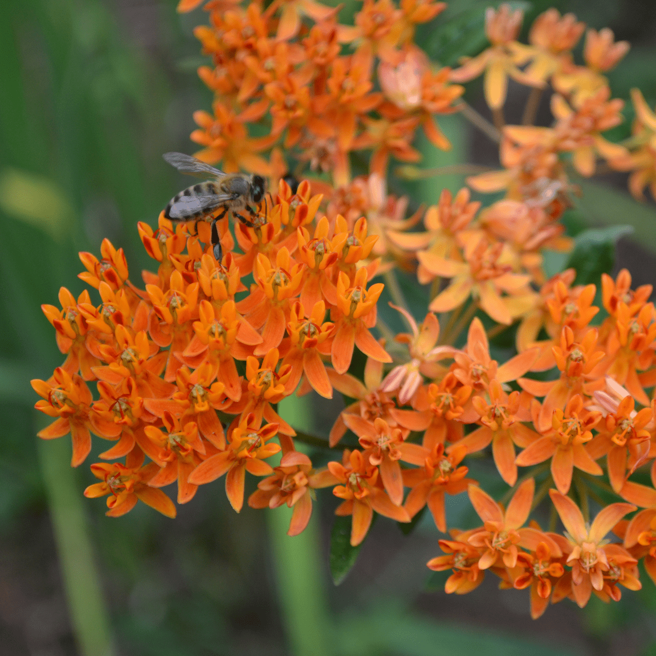 Butterfly Weed (Asclepias tuberosa) - Shop-orias