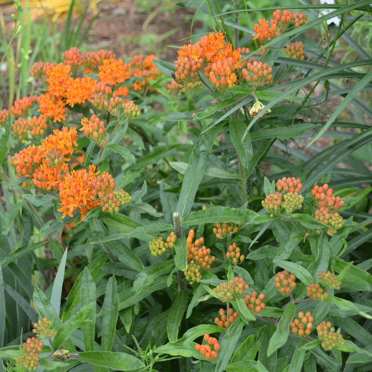 Butterfly Weed (Asclepias tuberosa) - Shop-orias
