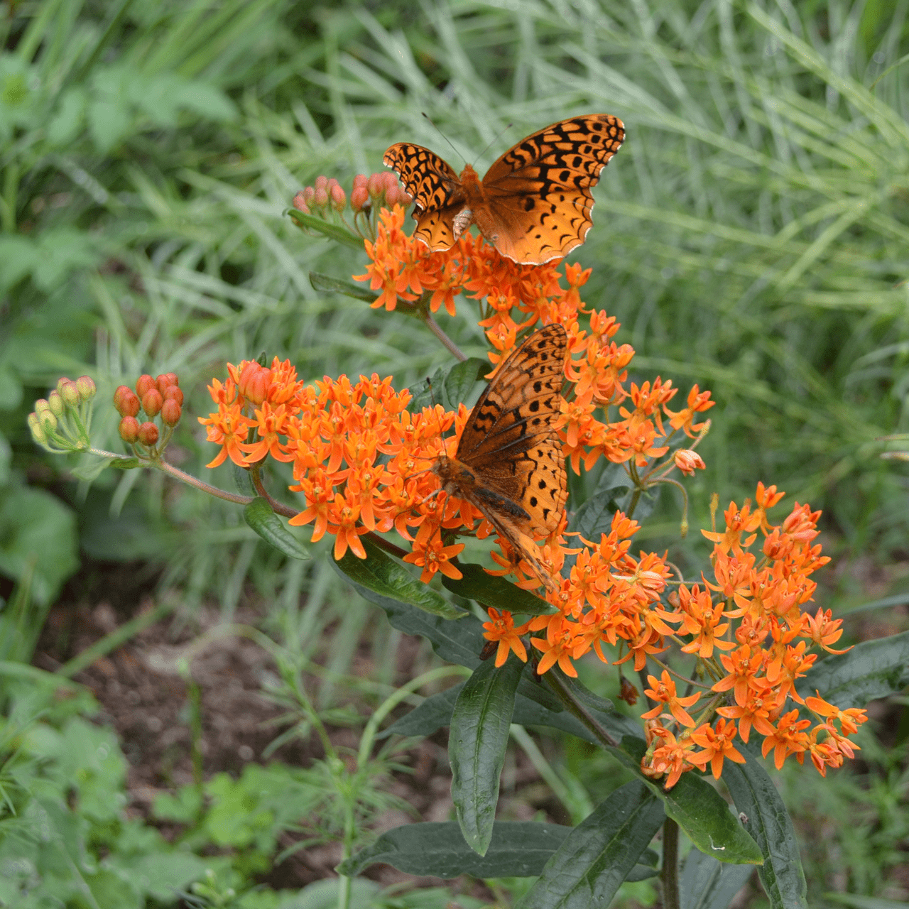 Butterfly Weed (Asclepias tuberosa) - Shop-orias