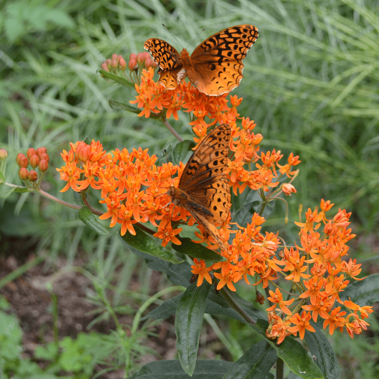 Butterfly Weed Seeds (Asclepias tuberosa) - Shop-orias