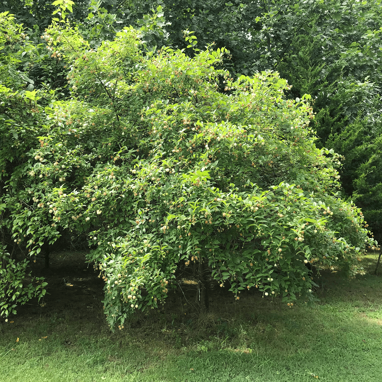 Button Bush (Cephalanthus occidentalis) - Shop-orias