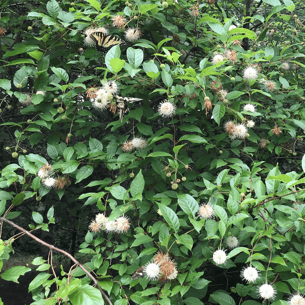 Button Bush (Cephalanthus occidentalis) - Shop-orias