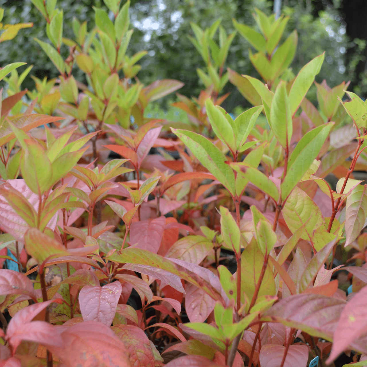 Button Bush (Cephalanthus occidentalis) - Shop-orias
