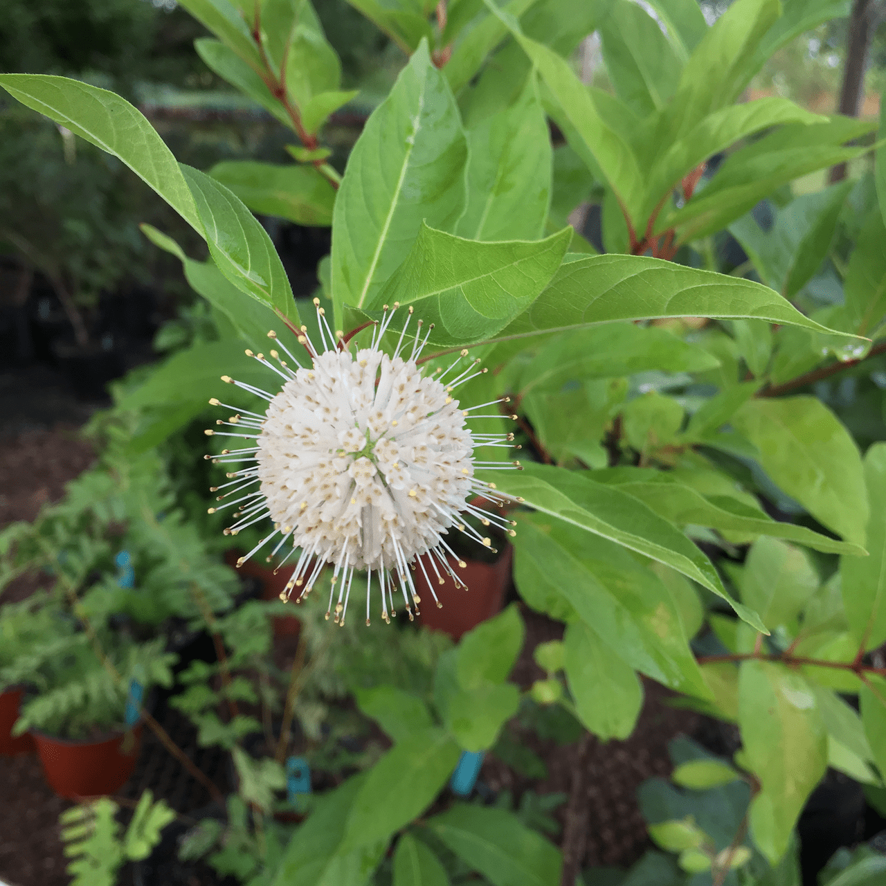 Button Bush (Cephalanthus occidentalis) - Shop-orias
