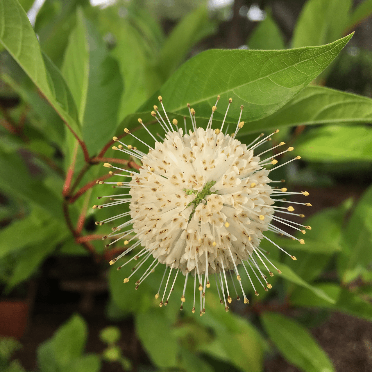 Button Bush (Cephalanthus occidentalis) - Shop-orias