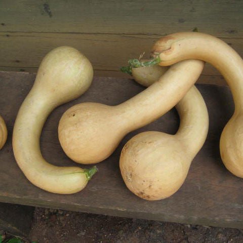 Canada Crookneck Squash Seeds (Cucurbita moschata cv.) - Shop-orias