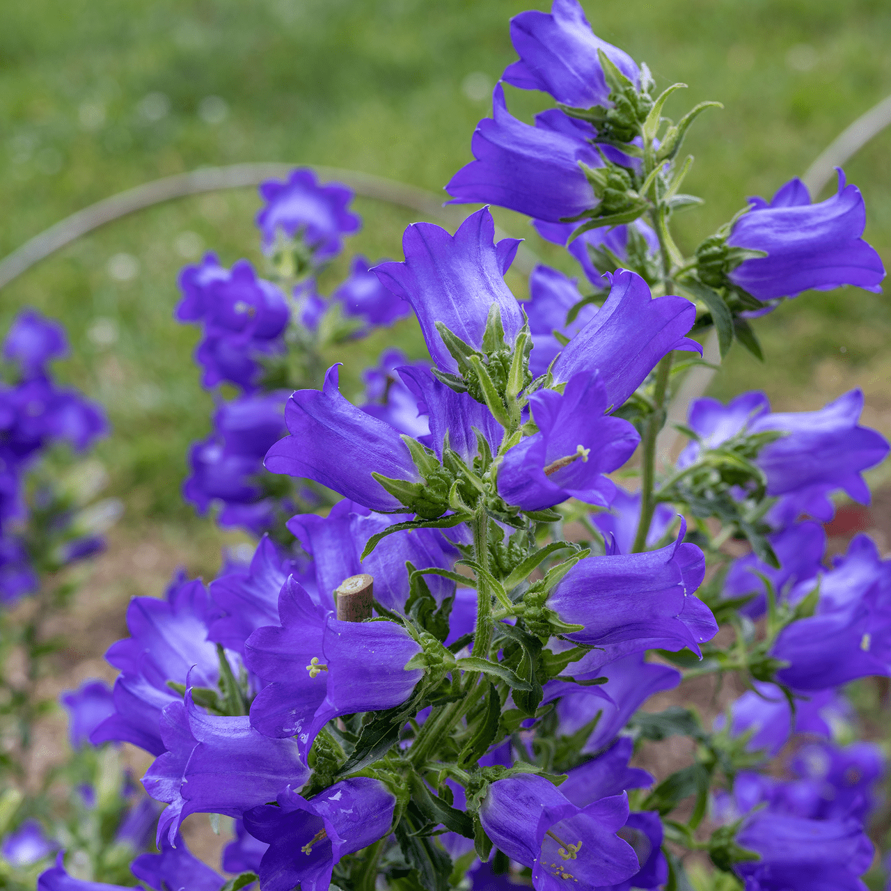 Canterbury Bells Seeds (Campanula medium) - Shop-orias