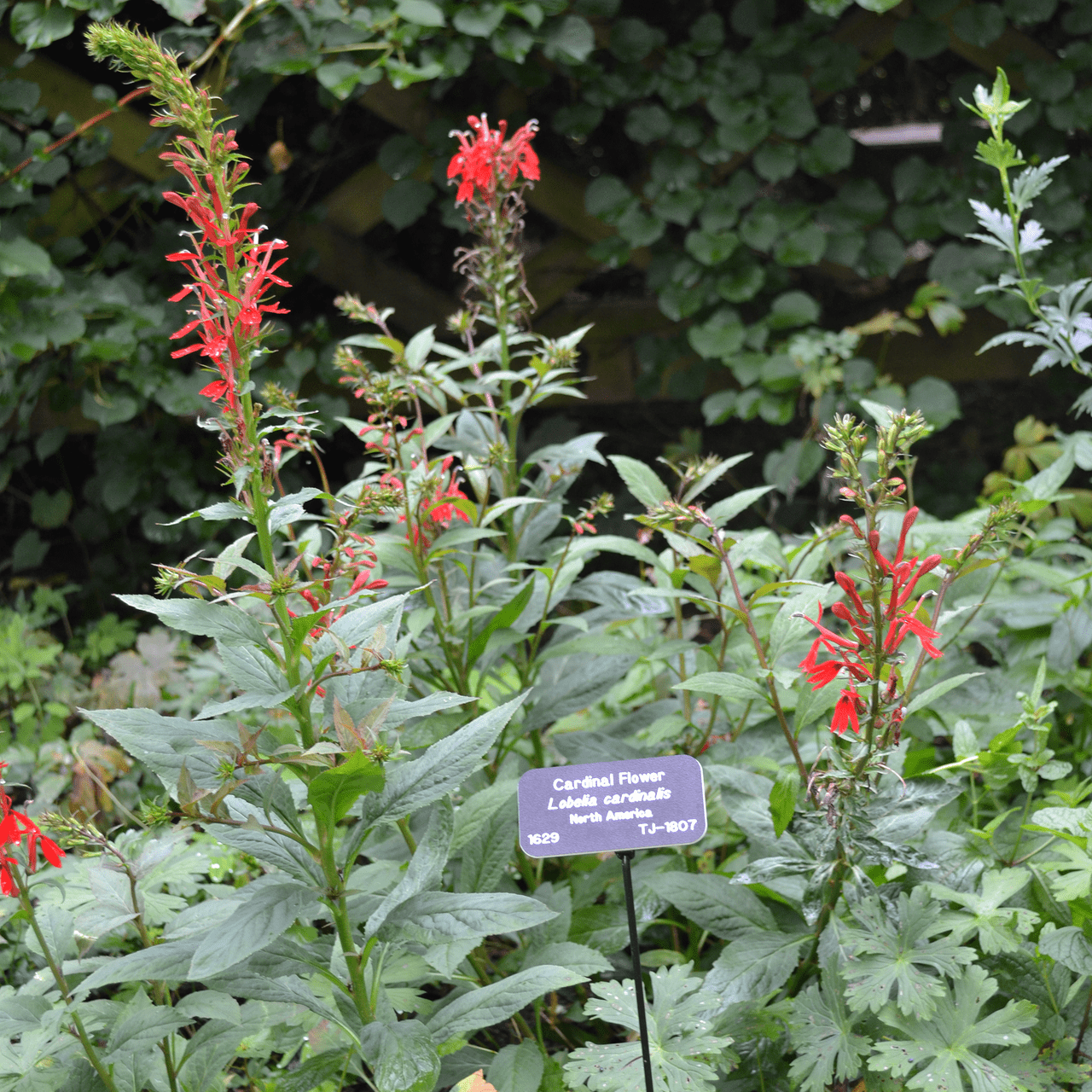 Cardinal Flower (Lobelia cardinalis) - Shop-orias