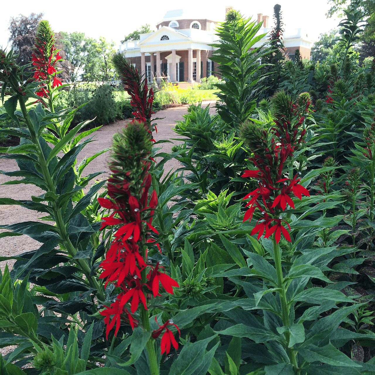 Cardinal Flower (Lobelia cardinalis) - Shop-orias