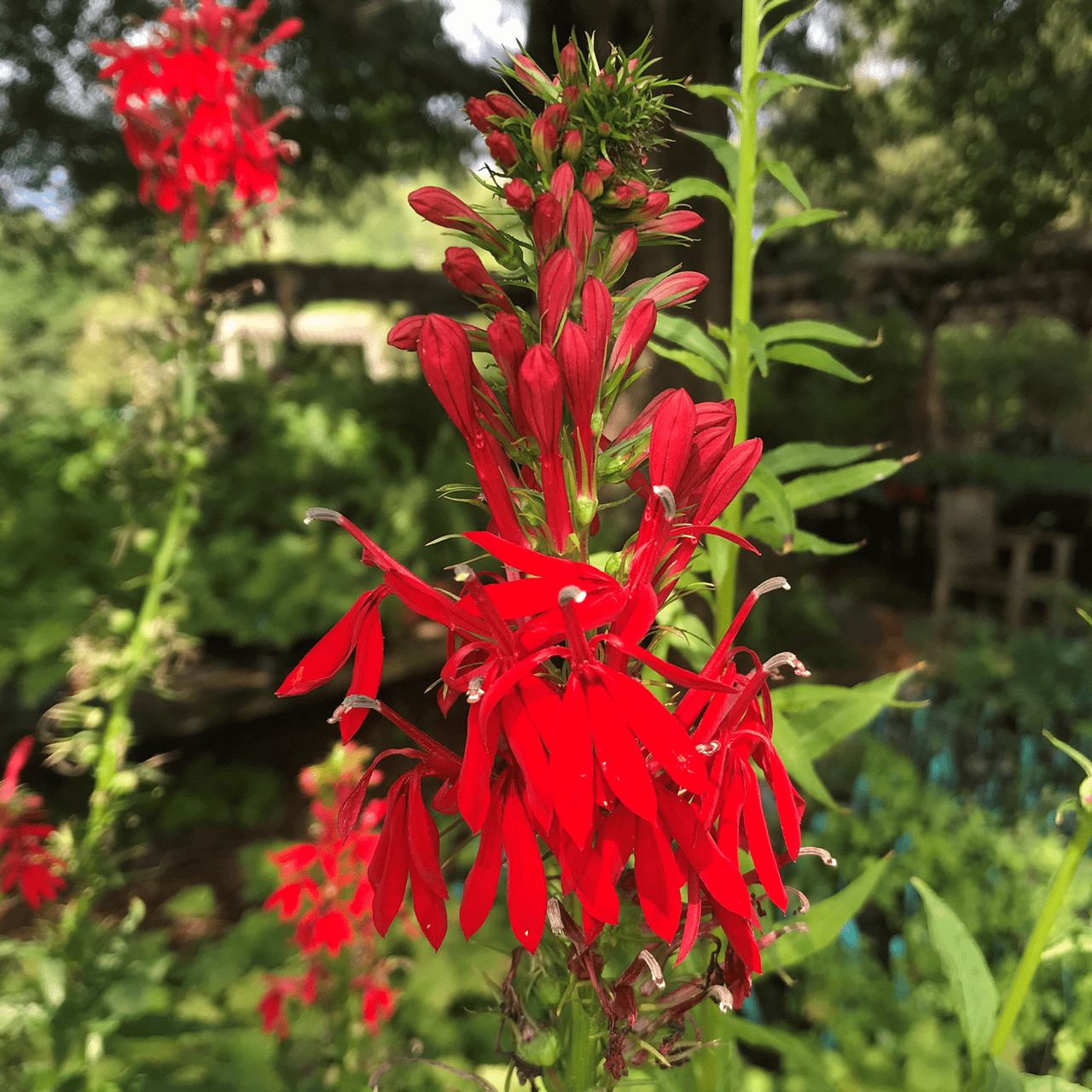 Cardinal Flower (Lobelia cardinalis) - Shop-orias