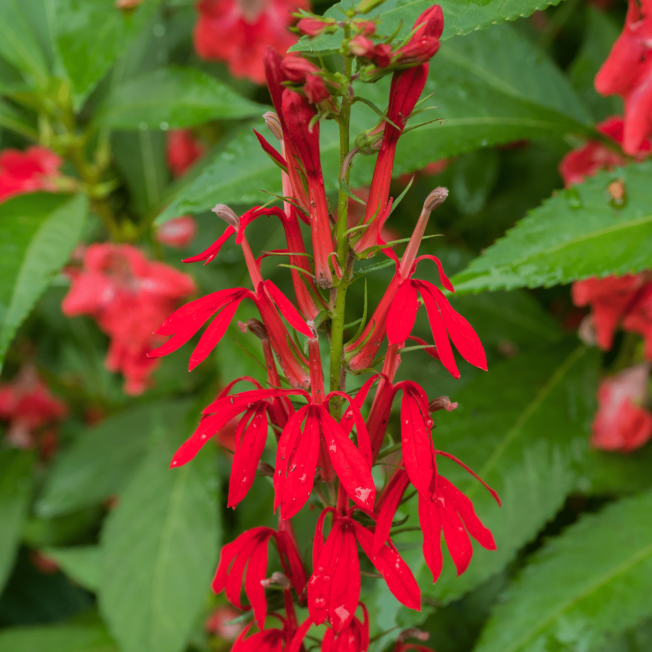 Cardinal Flower (Lobelia cardinalis) - Shop-orias