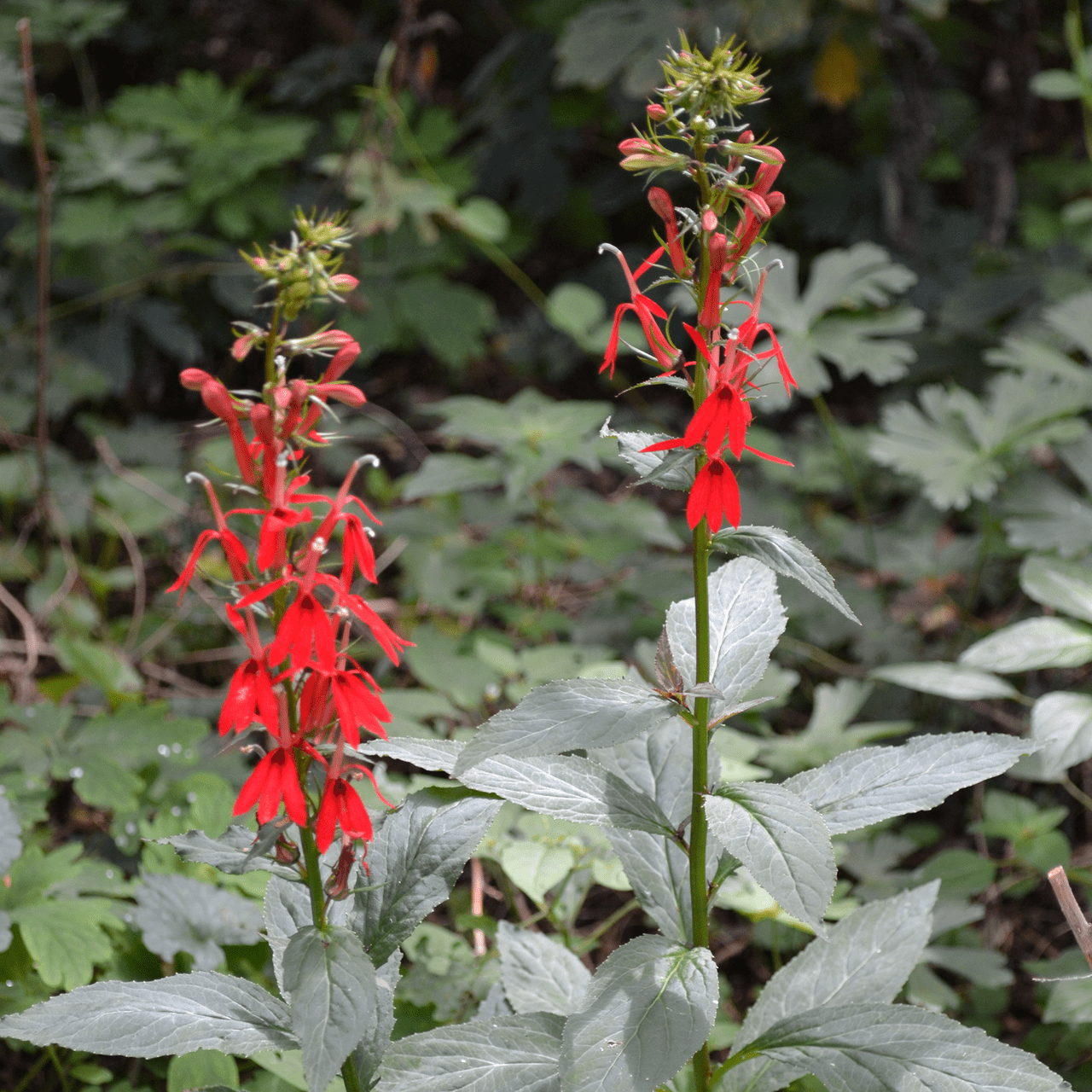 Cardinal Flower (Lobelia cardinalis) - Shop-orias