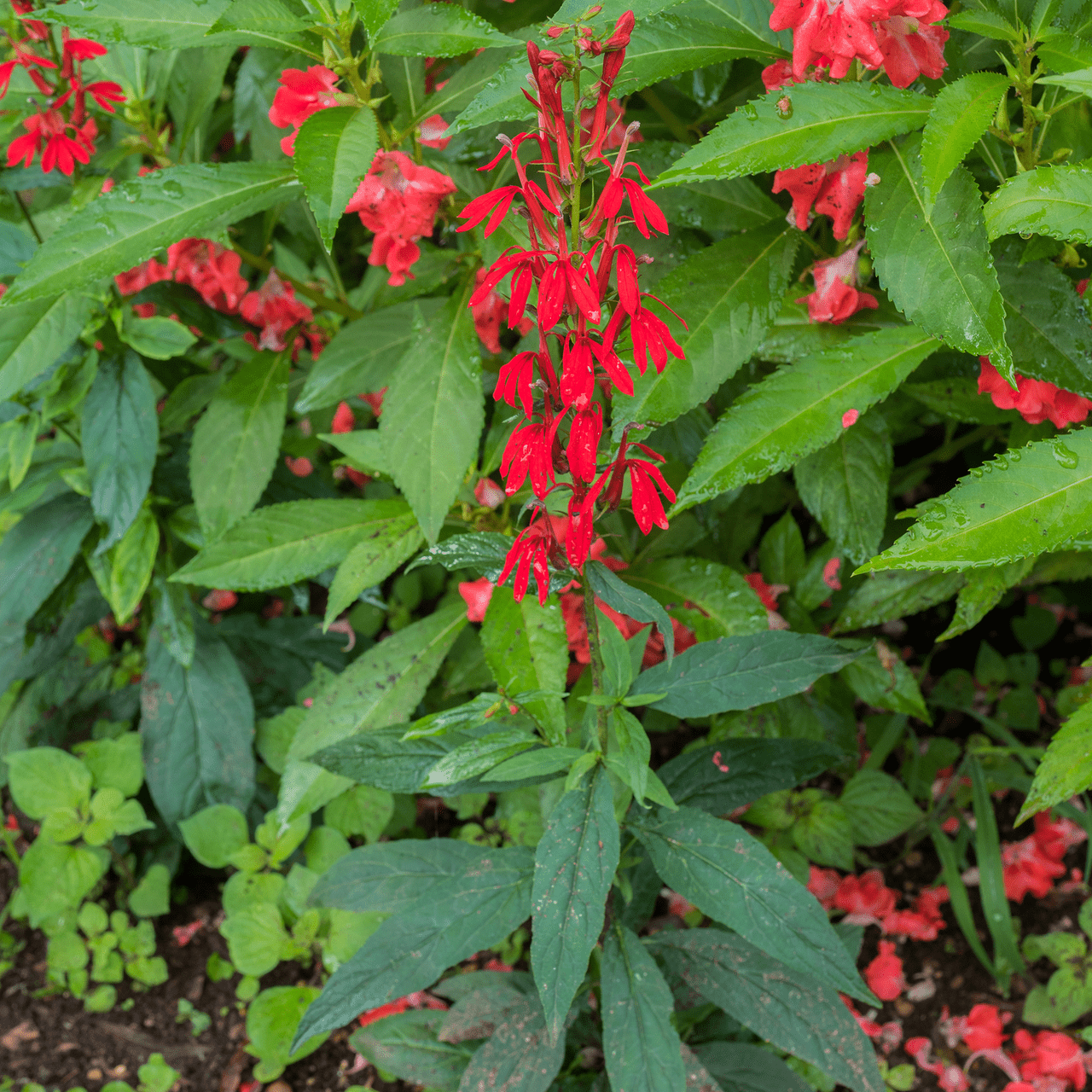 Cardinal Flower (Lobelia cardinalis) - Shop-orias