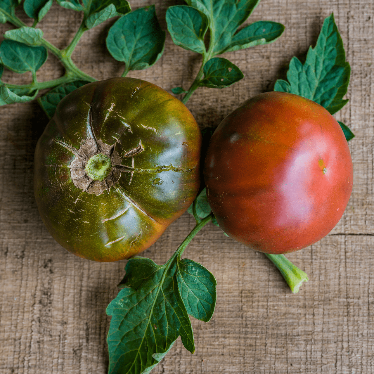 Cherokee Purple Tomato Seeds (Solanum lycopersicum cv.) - Shop-orias