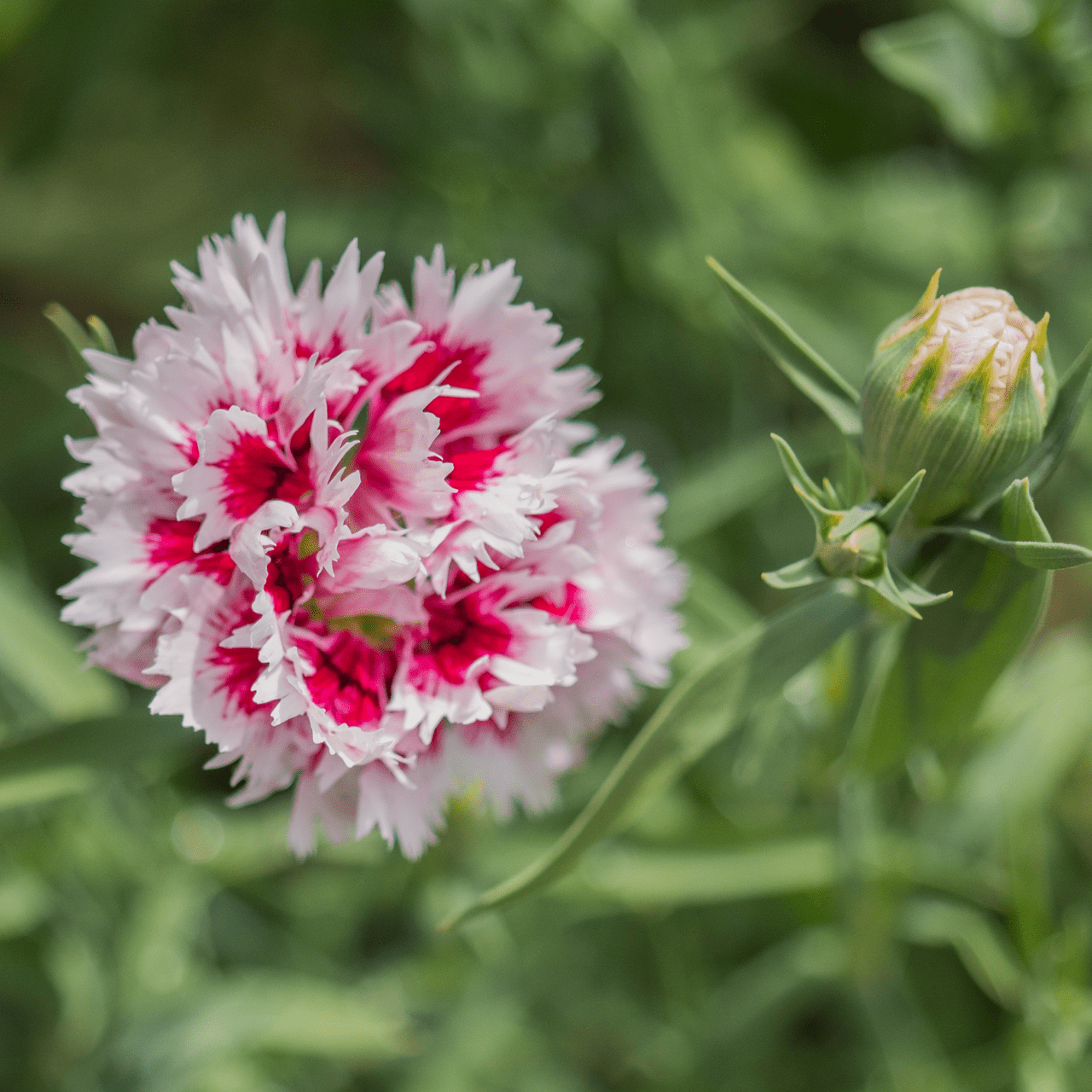 China Pink Seeds (Dianthus chinensis) - Shop-orias