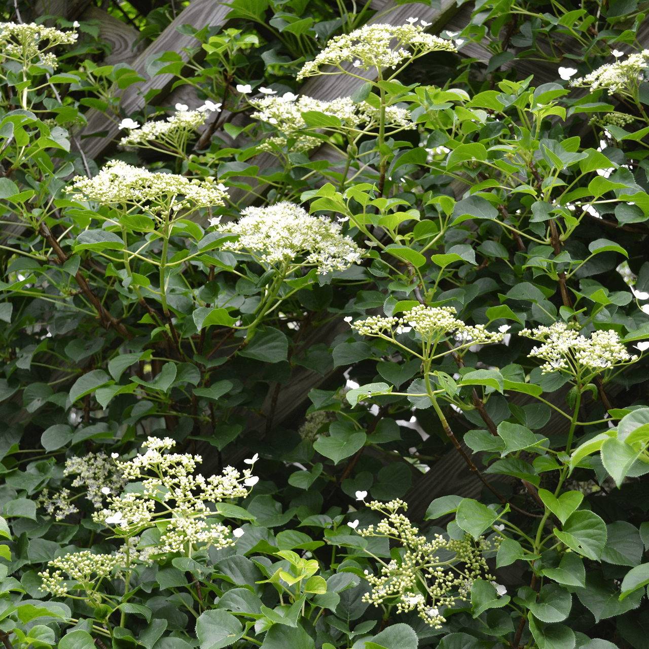 Climbing Hydrangea (Hydrangea anomala subsp. petiolaris) - Shop-orias