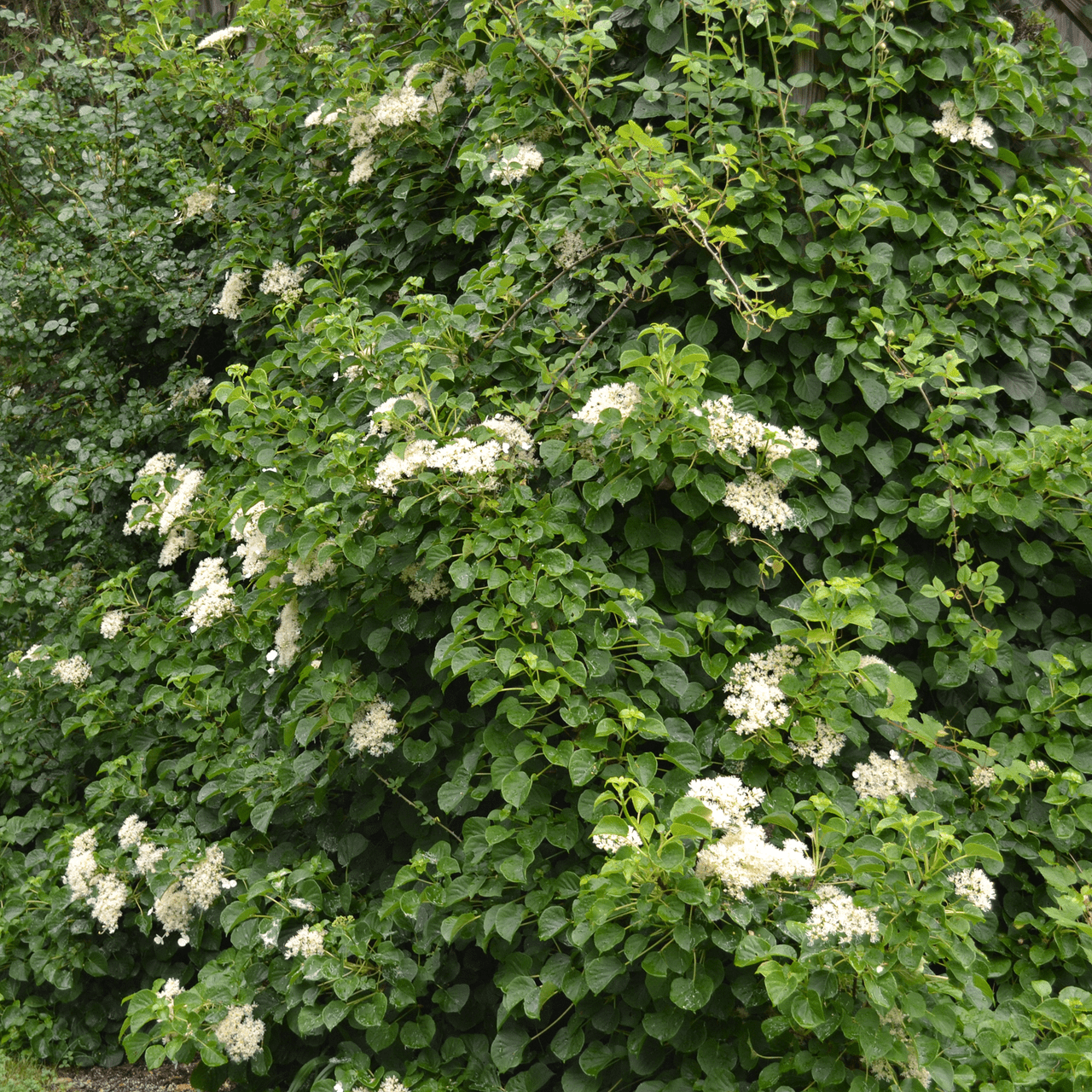 Climbing Hydrangea (Hydrangea anomala subsp. petiolaris) - Shop-orias