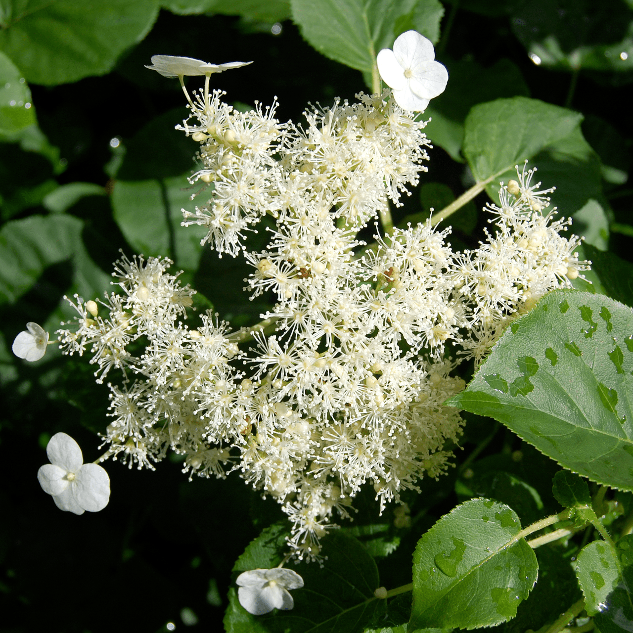 Climbing Hydrangea (Hydrangea anomala subsp. petiolaris) - Shop-orias