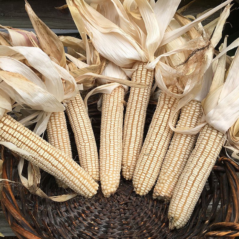 Cocke's Prolific Corn Seed (Zea mays cv.) - Shop-orias