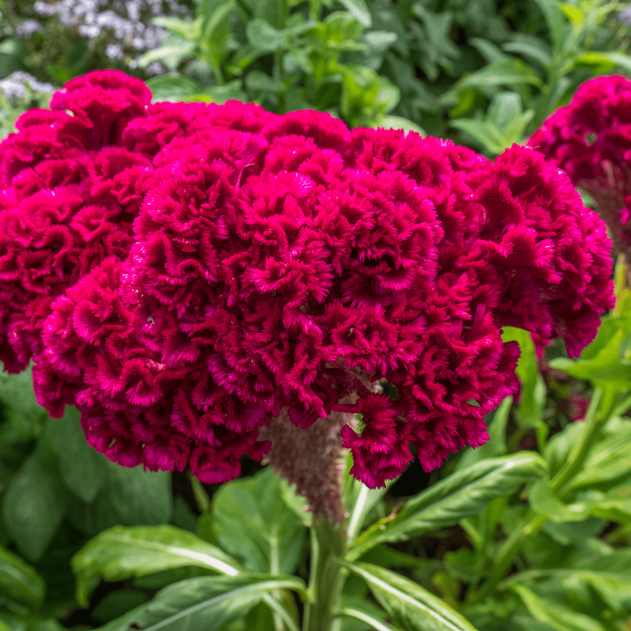 Cockscomb Seeds (Celosia argentea var. cristata) - Shop-orias