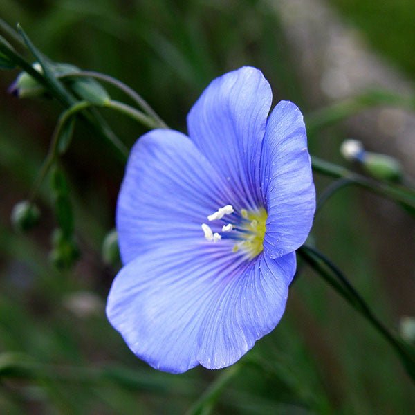 Common Flax Seeds (Linum usitatissimum) - Shop-orias