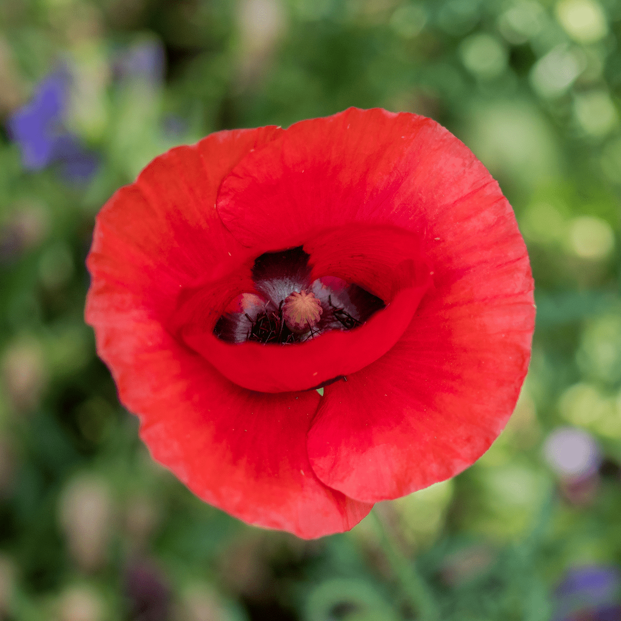 Corn Poppy Seeds (Papaver rhoeas) - Shop-orias