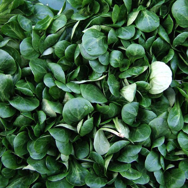 Corn Salad Seeds (Valerianella locusta) - Shop-orias