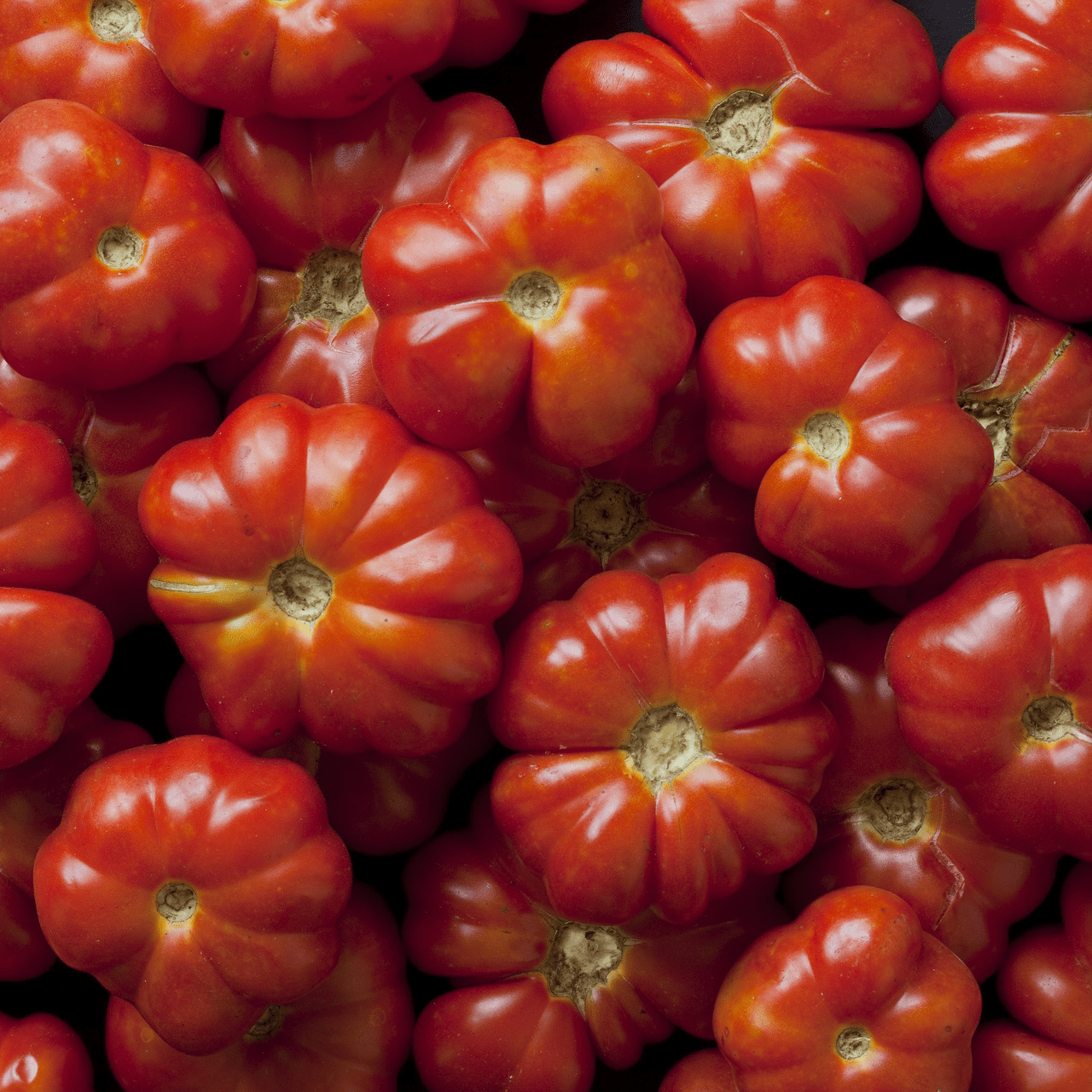 Costoluto Genovese Tomato Seeds (Solanum lycopersicum cv.) - Shop-orias