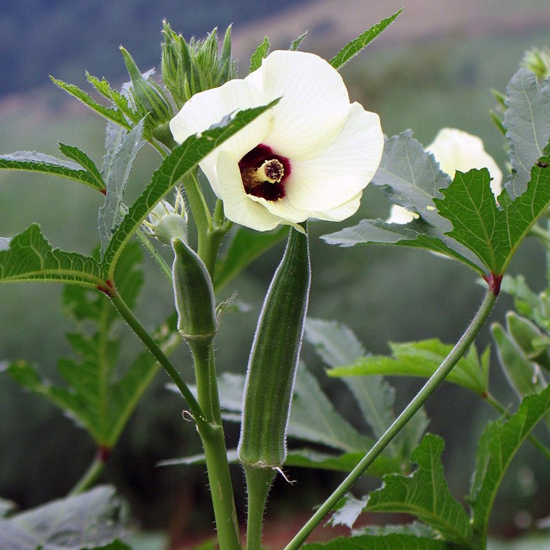 Cow's Horn Okra Seeds (Abelmoschus esculentus cv.) - Shop-orias