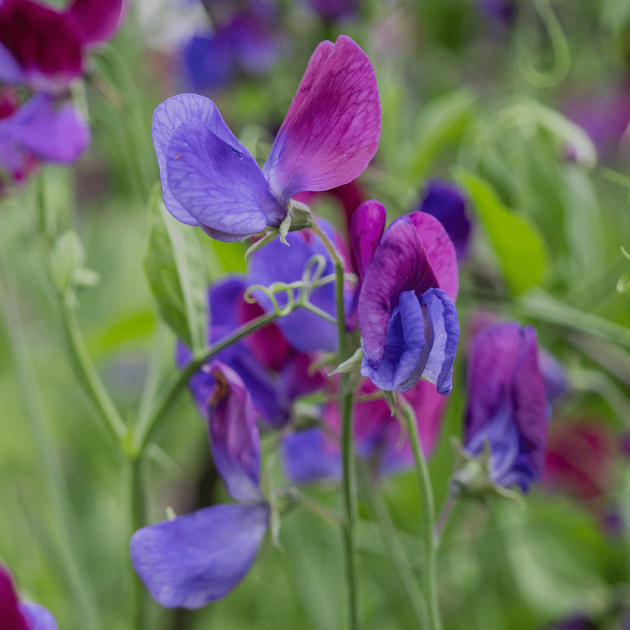 Cupani Sweet Pea Seeds (Lathyrus odoratus) - Shop-orias