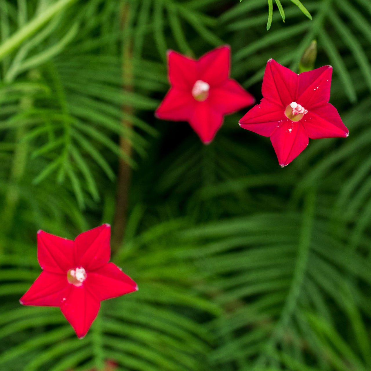 Cypress Vine Seeds (Ipomoea quamoclit) - Shop-orias