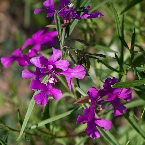 Deerhorn Clarkia Seeds (Clarkia pulchella) - Shop-orias