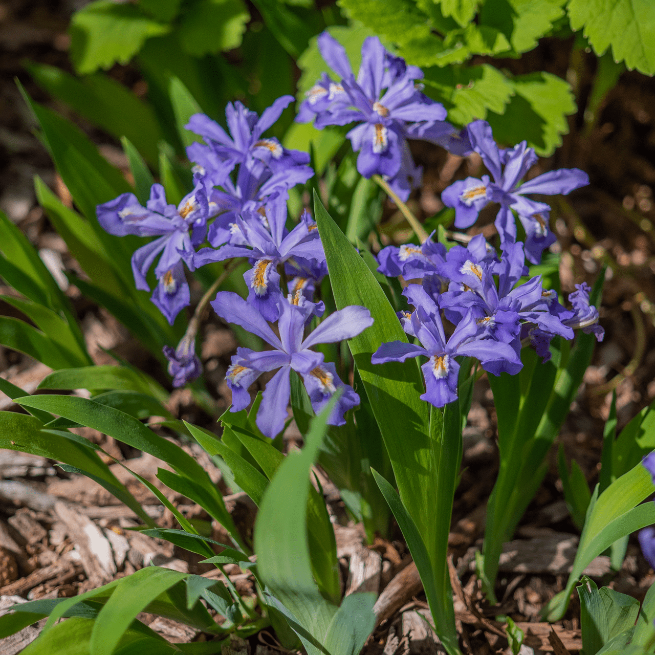 Dwarf Crested Iris (Iris cristata) - Shop-orias