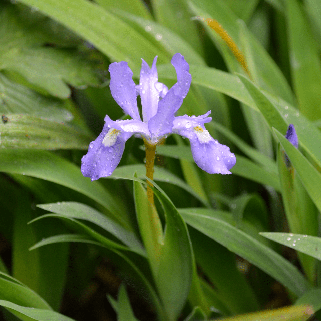 Dwarf Crested Iris (Iris cristata) - Shop-orias