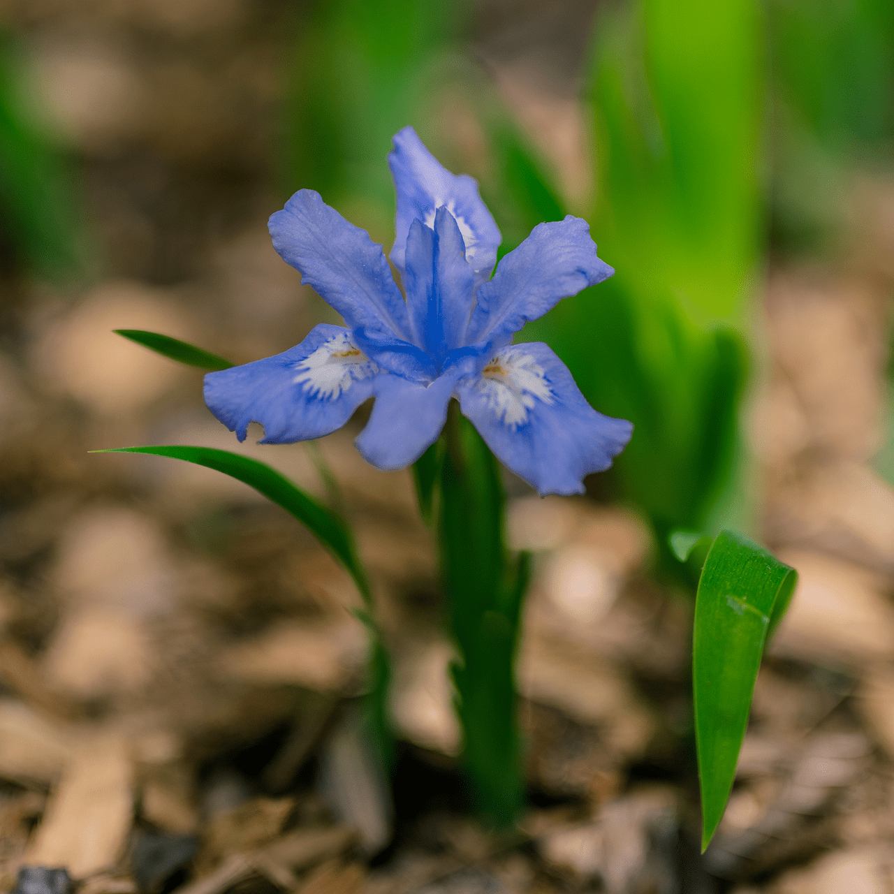 Dwarf Crested Iris (Iris cristata) - Shop-orias