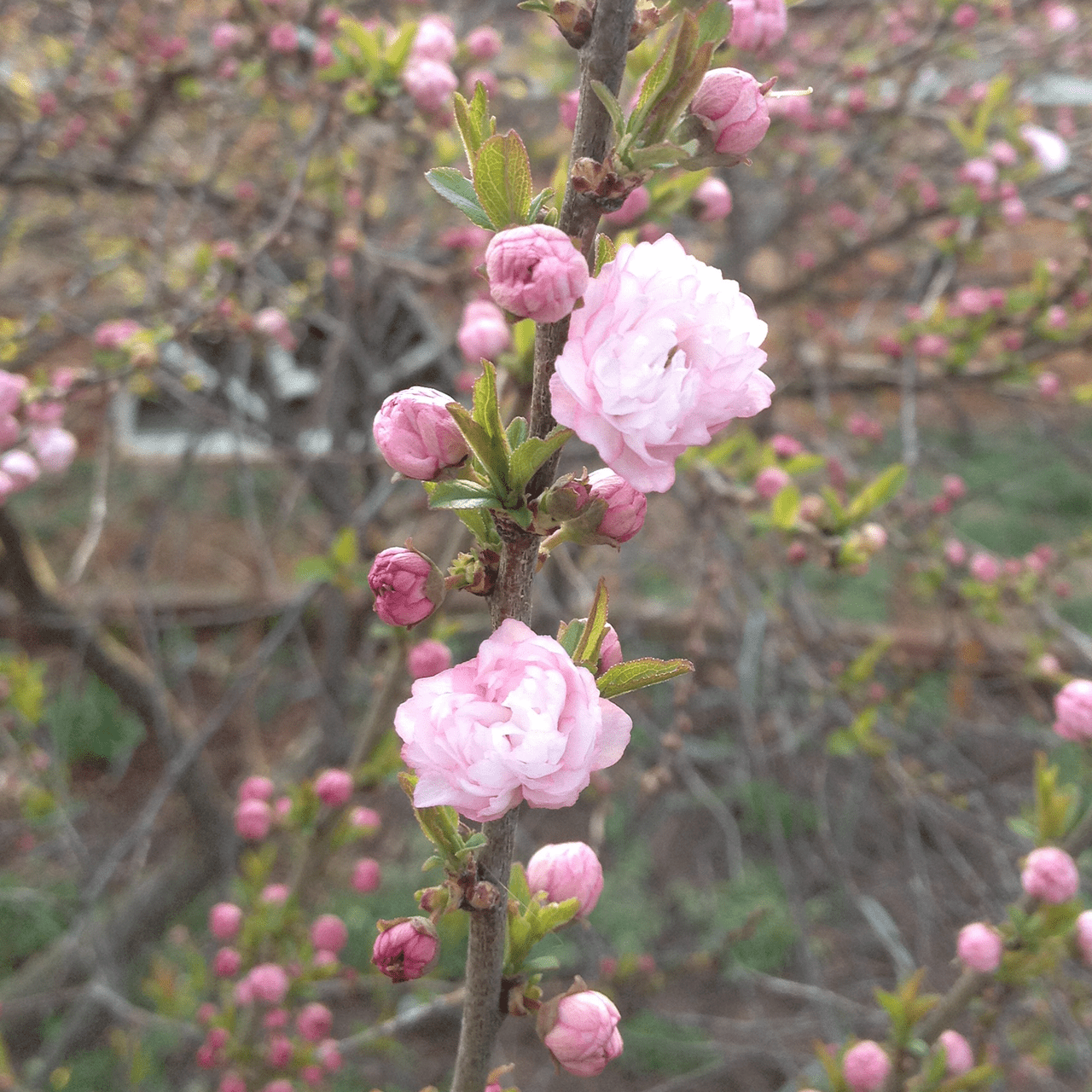 Dwarf Flowering Almond (Prunus glandulosa 'Rosea Plena') - Shop-orias