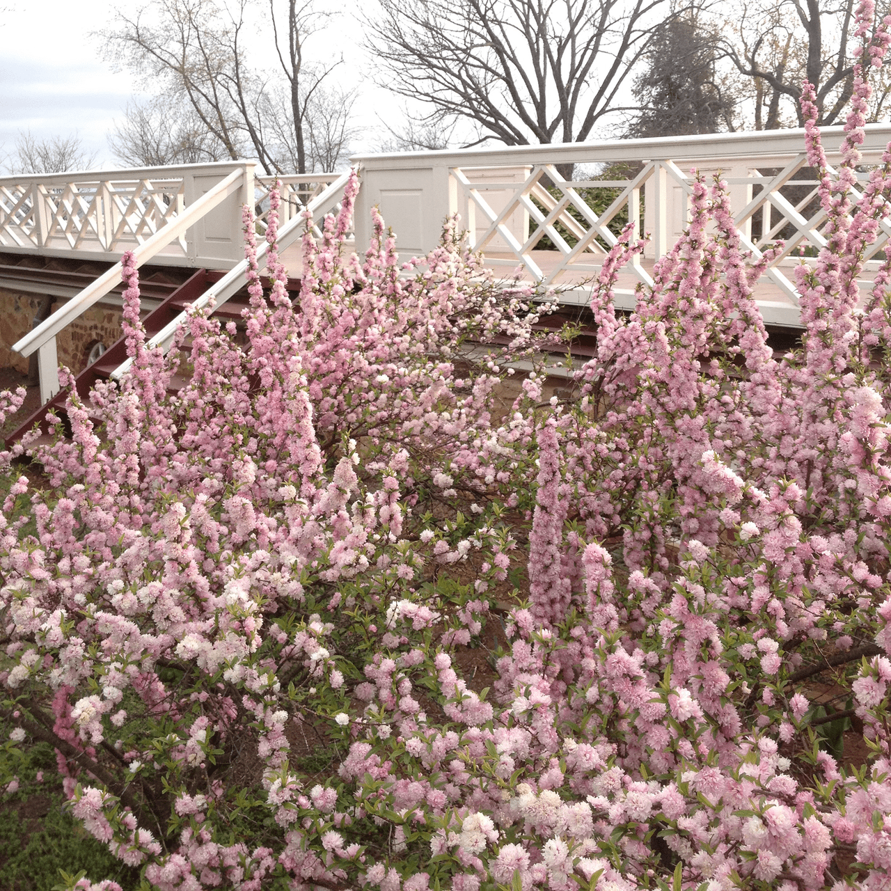 Dwarf Flowering Almond (Prunus glandulosa 'Rosea Plena') - Shop-orias
