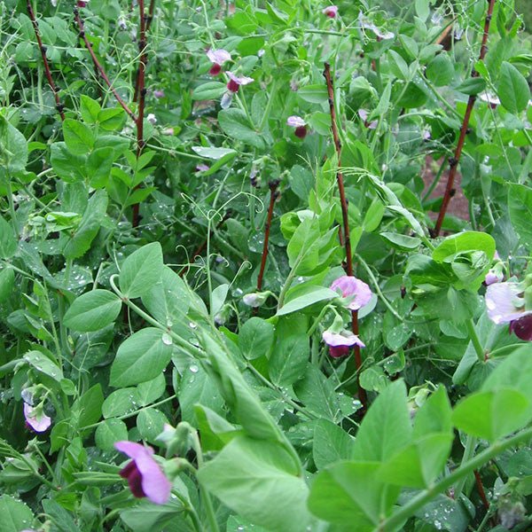 Dwarf Gray Sugar Pea Seeds (Pisum sativum cv.) - Shop-orias
