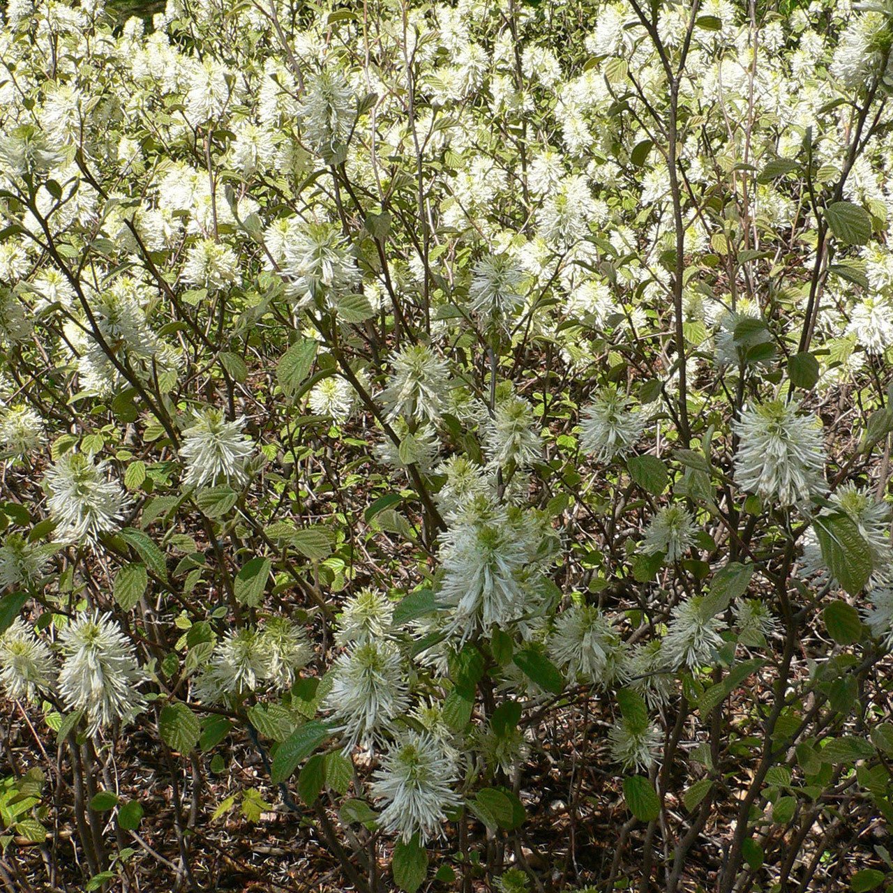 Dwarf Witch Alder (Fothergilla gardenii) - Shop-orias