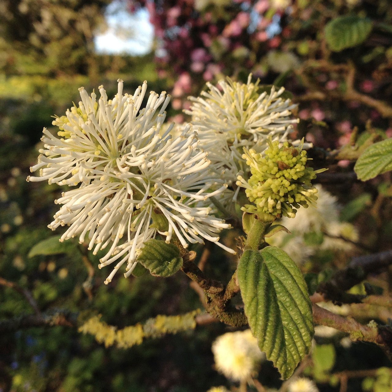 Dwarf Witch Alder (Fothergilla gardenii) - Shop-orias