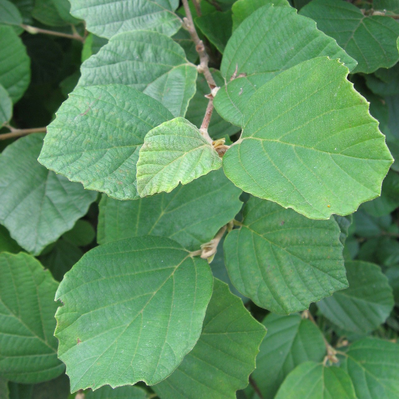 Dwarf Witch Alder (Fothergilla gardenii) - Shop-orias