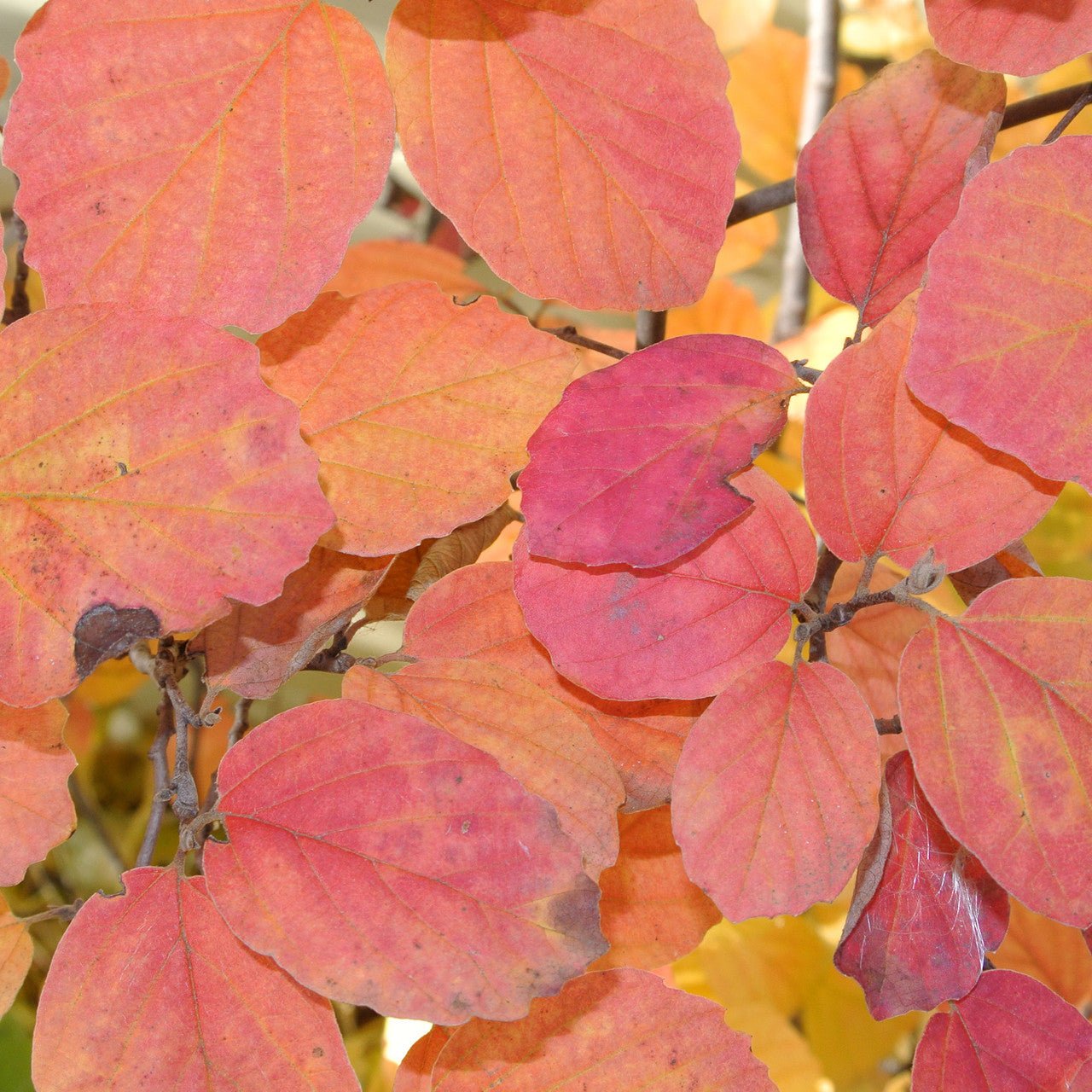 Dwarf Witch Alder (Fothergilla gardenii) - Shop-orias