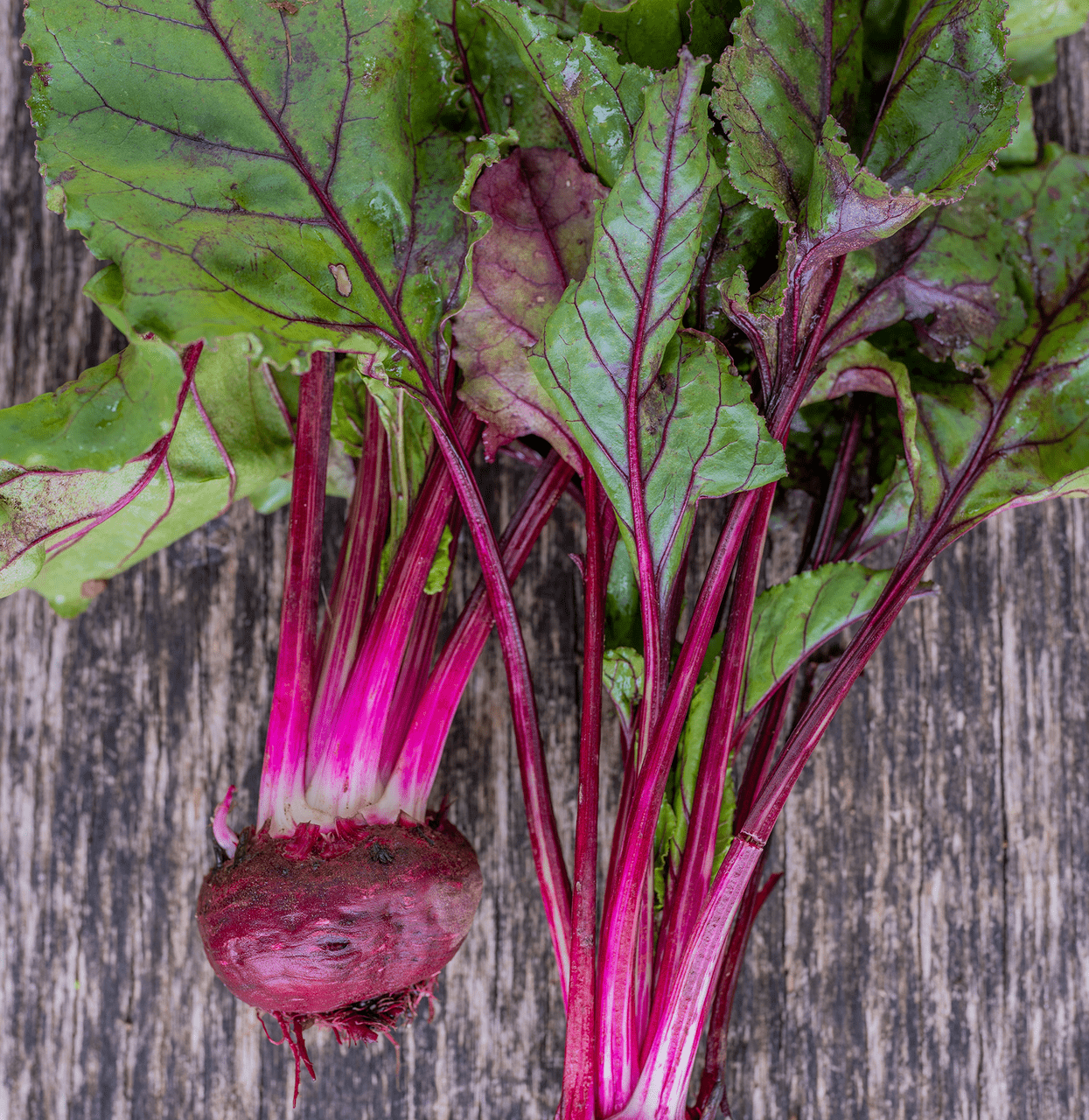 Early Blood Turnip - rooted Beet Seeds (Beta vulgaris cv.) - Shop-orias