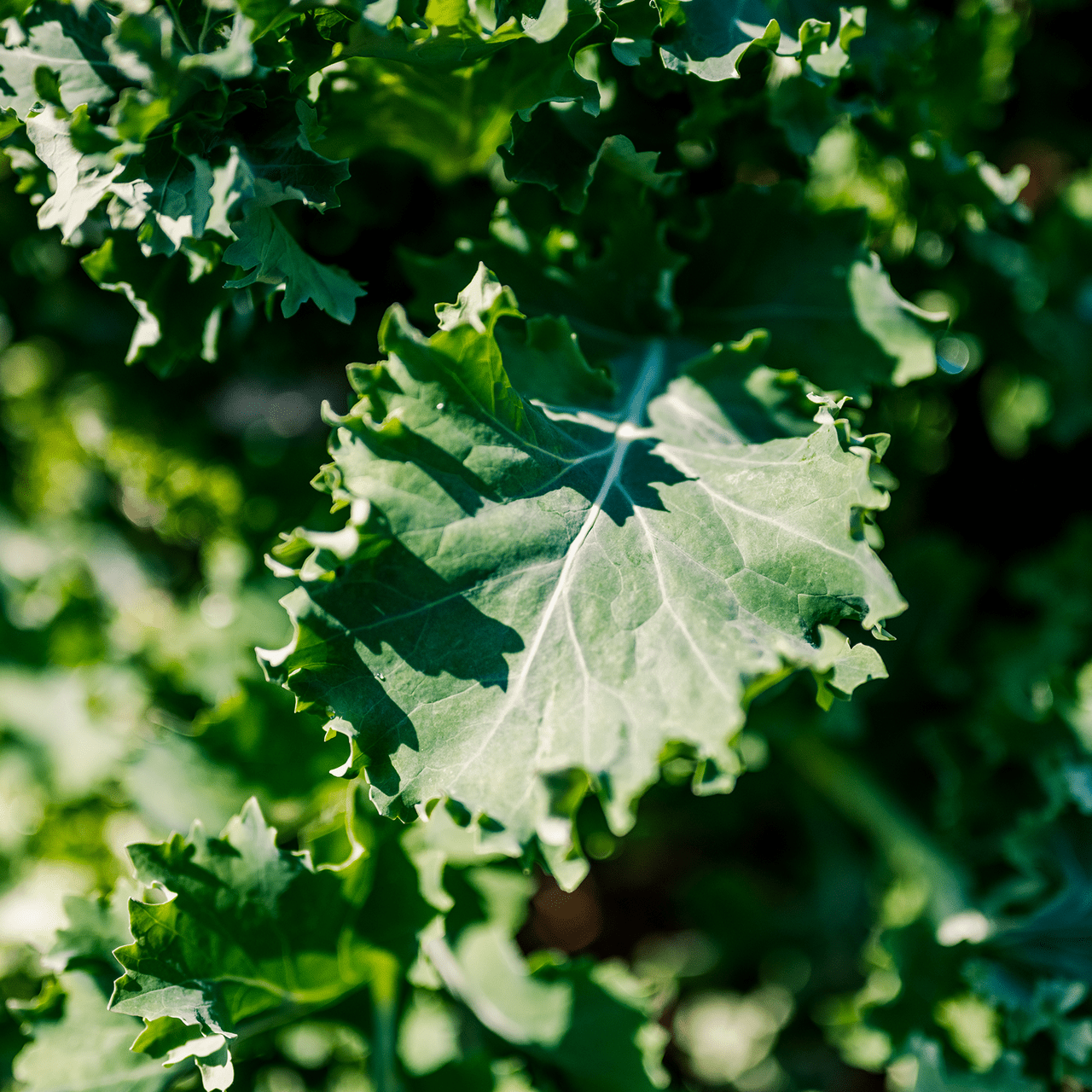 Early Curled Siberian Kale Seeds (Brassica napus var. pabularia cv.) - Shop-orias