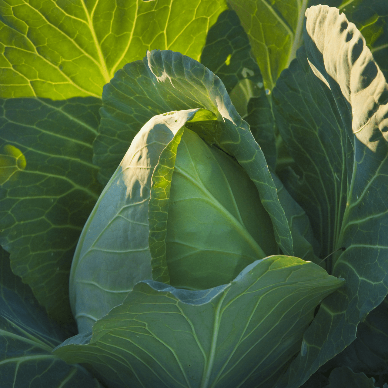 Early Jersey Wakefield Cabbage Seeds (Brassica oleracea var. capitata cv.) - Shop-orias