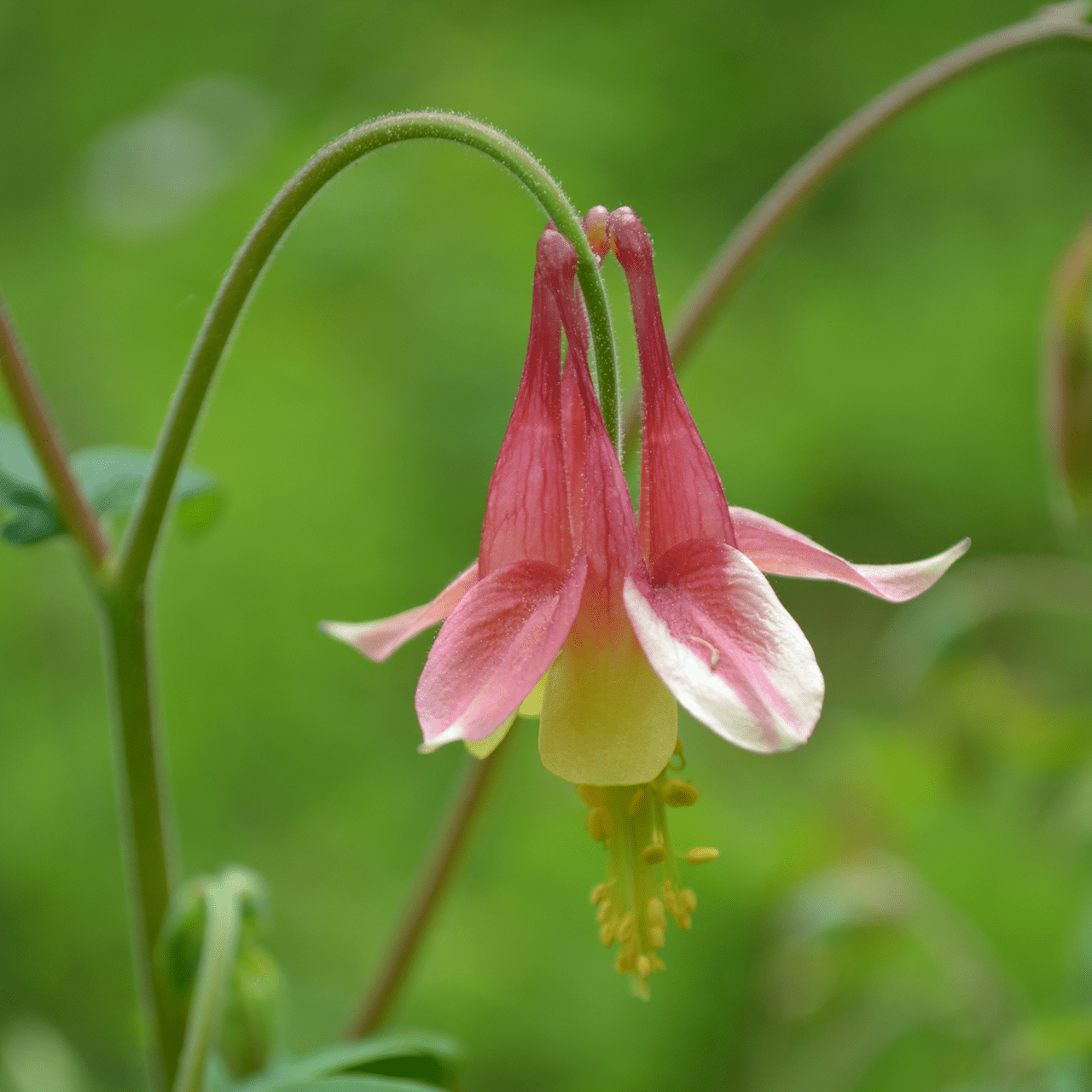 Eastern Red Columbine Seeds (Aquilegia canadensis) - Shop-orias
