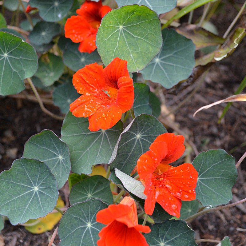 Empress of India Nasturtium Seeds (Tropaeolum minus cv.) - Shop-orias