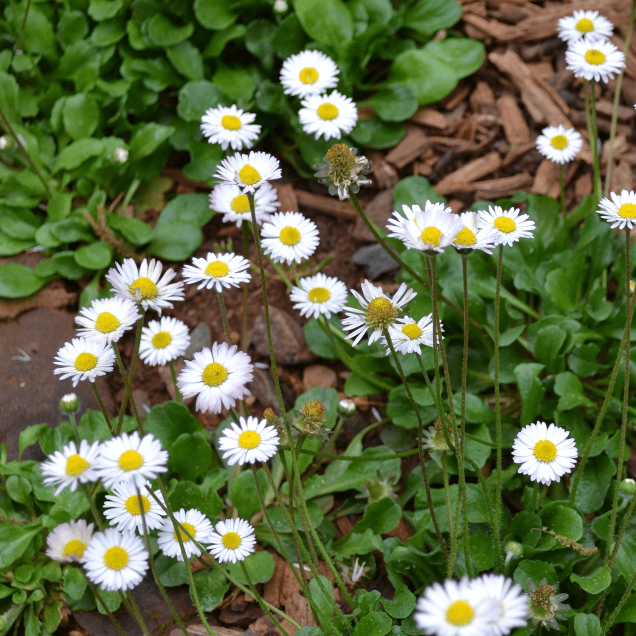 English Daisy Seeds (Bellis perennis) - Shop-orias