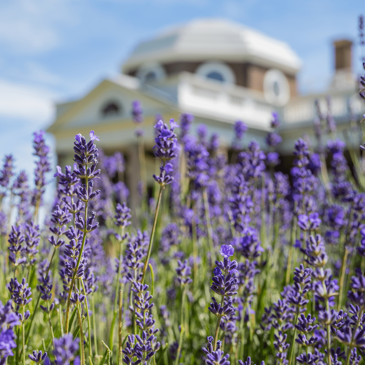 English Lavender Seeds (Lavandula angustifolia) - Shop-orias
